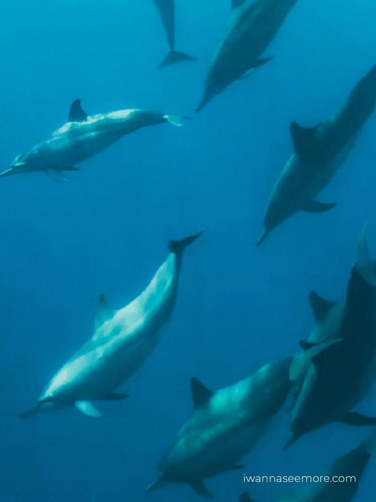 Swimming with dolphins, Lovina
